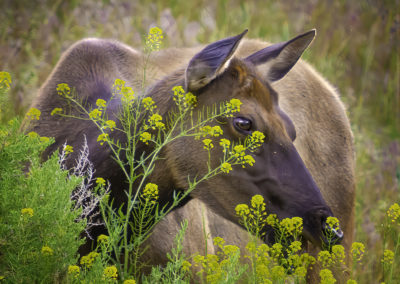 grazing female Elk