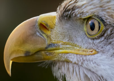 Eagle eye