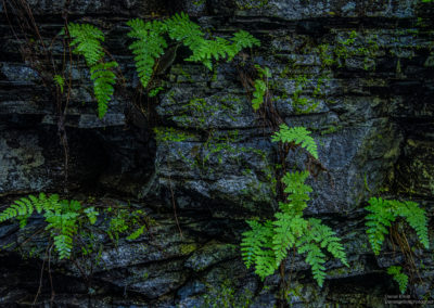 Ferns growing out of a wet cliff